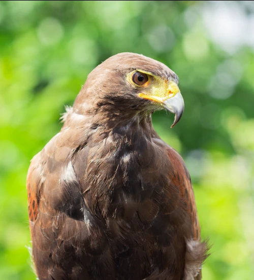 Fly, a male harris hawk, 7 years old