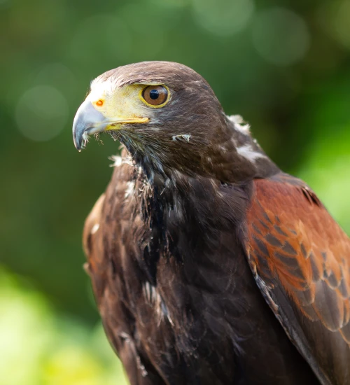 Genghis, a male harris hawk, 4 years old