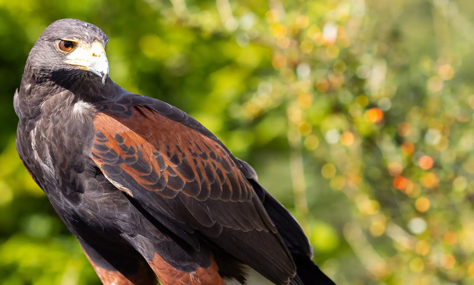 Olivia, a female harris hawk and eco-friendly way of deterring unwanted birds