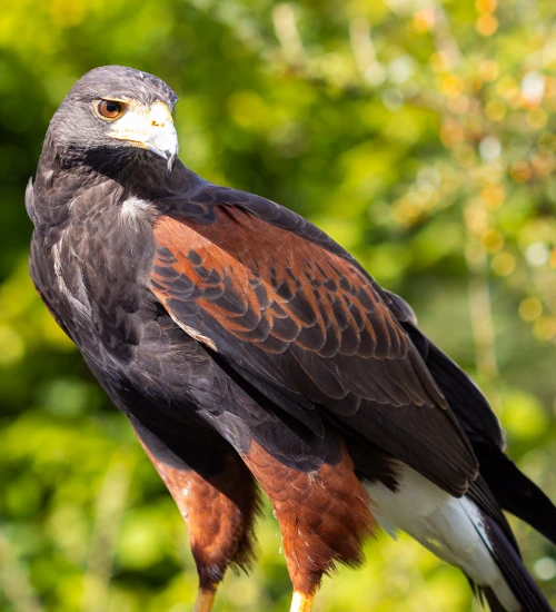 Olivia, a female harris hawk, 4 years old