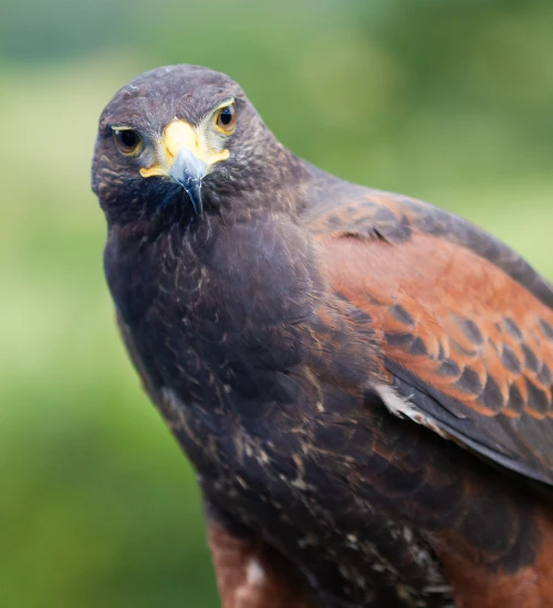 Peter, a male harris hawk, two years old.