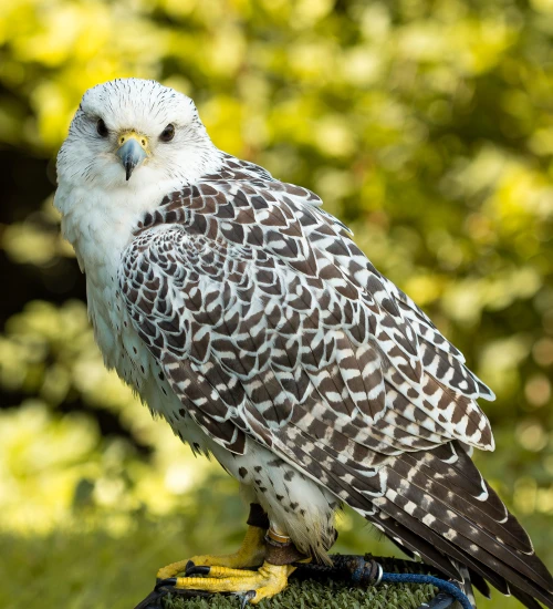 Sky, a female peregrine Falcon, 6 years old