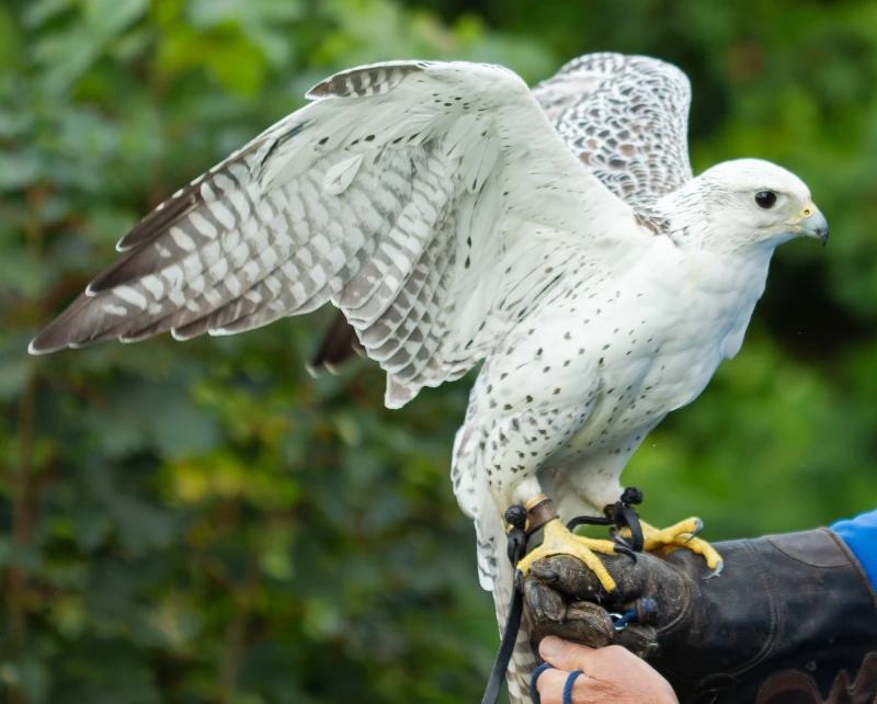 Sky, stretching her wings