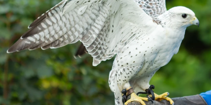 Sky, stretching her wings